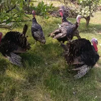 بوقلمون‌های برنز محلی مشکی و بیوتی سفید