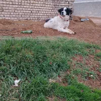 سگ گله ای