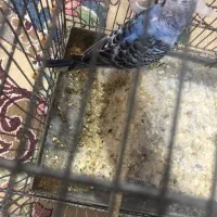 مرغ عشق نر|پرنده|تهران, نعمتآباد|دیوار