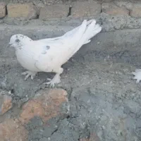 دوجفت مغز دار|پرنده|فارسان, |دیوار