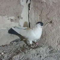 کفتر رنگی و بهبهانی طوقی یال