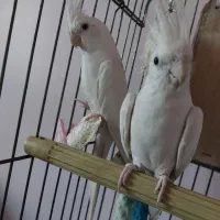 عروس هلندی مولد آلبینو