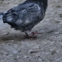 کفترتیرماه|پرنده|جوادآباد, |دیوار