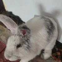 واگذاری خرگوش نر رایگان