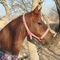 اسب|اسب و تجهیزات اسب‌سواری|اقبالیه, |دیوار