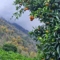 فروش باغ چای