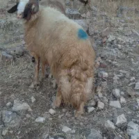 قوچ شک ورن سنجابی اصیل|حیوانات مزرعه|دالاهو, |دیوار