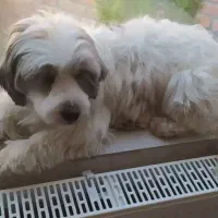 سگ شیتزو تریر ماده باهوش|سگ|لالجین, |دیوار