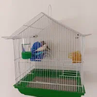 یک جفت فنج بالغ|پرنده|تکاب, |دیوار