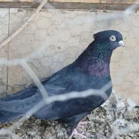 دوعددنر فروشی|پرنده|بافق, |دیوار