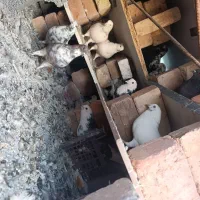 کبوتر|پرنده|احمدآبادمستوفی, |دیوار