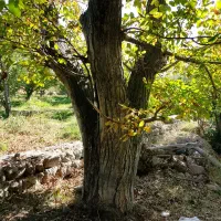 فروش درخت گردو ی بزرگ به قیمت پیشنهادی شما|مصالح و تجهیزات ساختمان|مشگین شهر, |دیوار