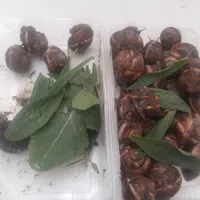 حلزون‌اسکارگو طبی