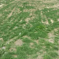 زمین کشاورزی