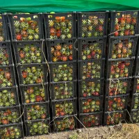 ۶۰ تن گوجه|عمدهفروشی|درودزن, |دیوار