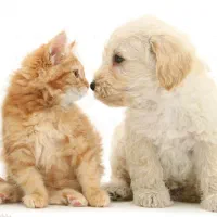 سگ و گربه های خانگی سالم