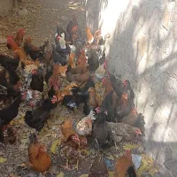 ۱۱۵ عدد مرغ و خروس رسمی درجه ۱|حیوانات مزرعه|فشم, |دیوار