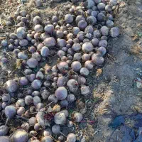 چغندر لبو|خوردنی و آشامیدنی|ارشق, |دیوار