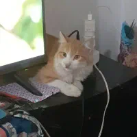 این گربه روزشنبه۲۴گم شده