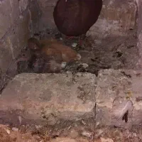 کبوتردم سفیدآس ویه سگ نگهبان|پرنده|مشهد, کوشک مهدی|دیوار