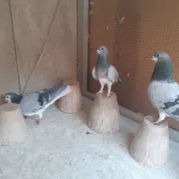 خرقه کیپ