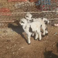 شیشک بره داردوقولوزا بز شیردار شیشک چاق کهره|حیوانات مزرعه|مرودشت, علی‌آباد‎|دیوار