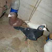 دو عدد کفتر سالم نر درج یک|پرنده|زارچ, |دیوار