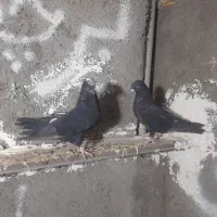 کبوتر همه جوره فروشی