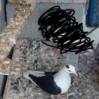 سلام عرض ادب ۶ عدد کبوتری