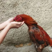 خروسلاری|حیوانات مزرعه|آبیک, |دیوار