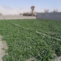 فروش اسفناج بومی در زمین|خوردنی و آشامیدنی|پیر بکران, |دیوار