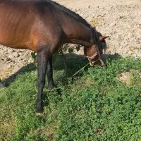 اسب نریان ۶ساله|اسب و تجهیزات اسب‌سواری|خوی, |دیوار