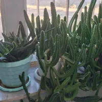 گلهای آپارتمانی|حراج|جاجرود, |دیوار