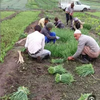 سبزی جات بومی تازه