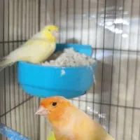 قناری جفت با جوجه|پرنده|تهران, جوادیه تهرانپارس|دیوار