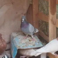معاوضه دارم