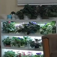 گل بنفشه|گل و گیاه طبیعی|زنجان, |دیوار