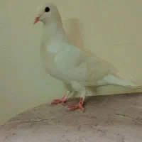 مادع دمگیر|حیوانات|اصفهان, منتظرالمهدی|دیوار