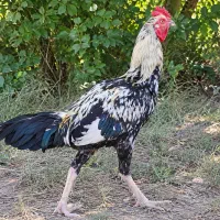 مرغ و خروس