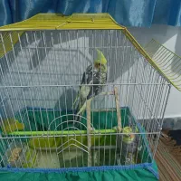 عروس هلندی نرو‌ماده|پرنده|مریوان, |دیوار