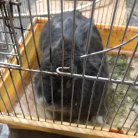 مجسمه خرگوش    اغاجاری