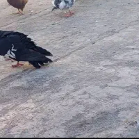 حیون در جه یک
