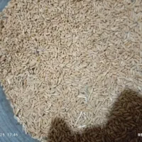 گندم دیم|خدمات باغبانی و درختکاری|شهرکرد, |دیوار