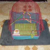 قفس طوطی|لوازم جانبی حیوانات|رشت, گلزاران|دیوار