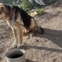 سگ نگهبان|سگ|خواجه, |دیوار