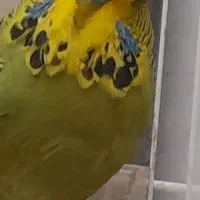 مرغ عشق انگلیسی گرید A