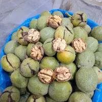 هوشه گردو شریکی