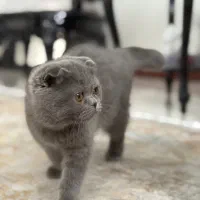 گربه اسکاتیش بلو وارداتی|گربه|کرج, عظیمیه|دیوار