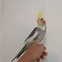 عروس هلندی سخنگو دستی نر