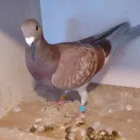 دوبر قوری پلاک ۲۰۲۵|پرنده|کوثر, |دیوار